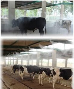 Animal cooling and Cattle Cooling