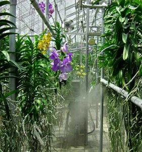plants Humidification control