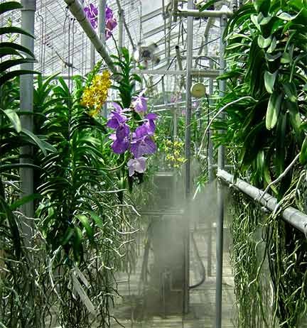 Greenhouse misting systems