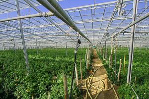HydroCool Greenhouse misting systems